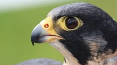 Најмногу плачливи птици