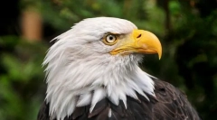 Најмногу плачливи животни