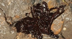 Најдолгоот морски црв