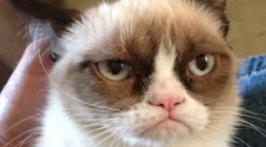 Најтажната мачка (слика): сите за меки познати личности