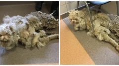 Најмногу обраснати мачка во светот: историјата на спасението