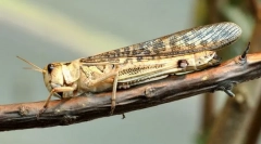 Сарангеа азиски кобила