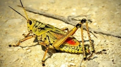 Саранг и пената