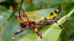 Sarangea: опис, начин на живот и оштетување