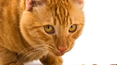 Балансирана исхрана мачка