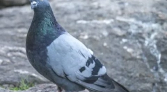 Тајните на животинскиот свет: зошто не видливи пилиња на гулаби и како изгледаат