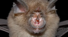 Семејство саќе. Претставници