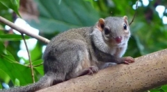 Семејство tupayia