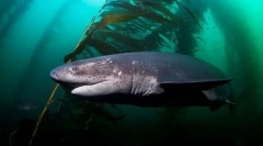 Севагабникот акула