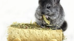 Сено за chinchillas: избор и празно