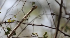 Сива дрвена змија