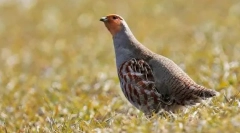 Греј еребиџ