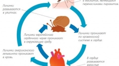 Срцеви црви