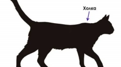 Сериозно: андул мачка