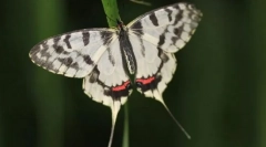 Серизин монтел