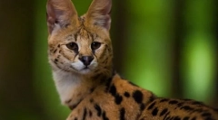 Serval