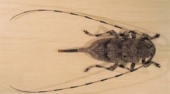 Греј долго во неделата