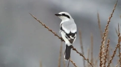 Греј сорокопут