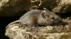 Мрежи за заштита на куќата од глодари