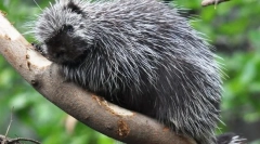 Северна америка dike