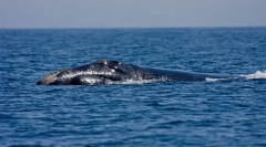 Северно-атлантски мазни комплет