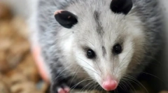 Severgeric opossum