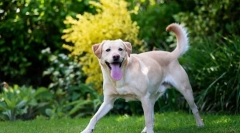 Откажи сезона: заштита на миленичиња од крвници!