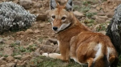 Шакал етиопијан