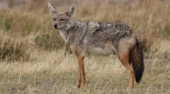 Шакал обичен