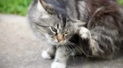 Болвата и грините шампони за мачки