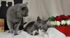 Cat (слика): омилен француски бр