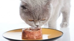 Sheba cat feed: ветеринарни осврти и детален преглед