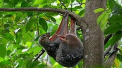 Саќе. Одвојување на животни од цицачи