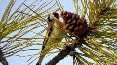 Schegol (plientare photo): се восхитува пеење на ѕвонење, трепка светла перја