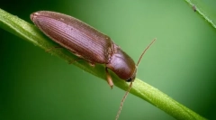 Орефувана виолетова