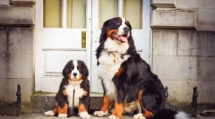 Кученца на бернски zennenhund (фото): карактеристики на нега и образование