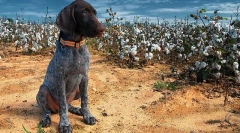 Kurzhara кученца (фото): приврзаник во куќата и сигурен помошник на лов