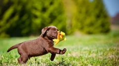 Лабрадор кученца (фото): правила на грижа и образование