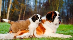 Senbernar кученца (фото): правила на грижа и образование