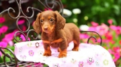 Кученца dachshunds (слика): ниско куче со висока интелигенција и шарм