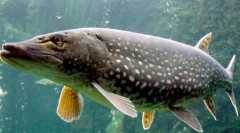 Пајк: интересни факти за слатководен предатор