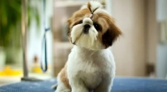 Shih tzu