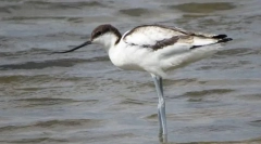 Avocet