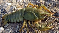 Рак на широк рак на реката