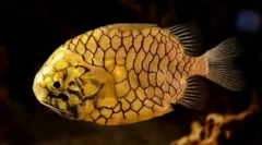 Австралиска пристрасност