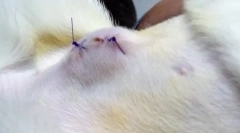 Пад на абдоменот на мачката по стерилизација: дали вреди да се грижи