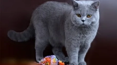 Чоколадо британски: миммициски кадифни мачки