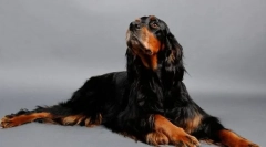 Шкотски сеттер