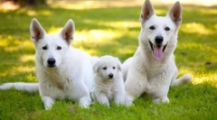 Швајцарскиот овчар (слика): снежана куче - смртоносен и паметен пријател