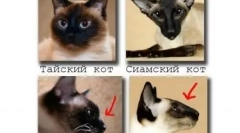 Сијамски мачка: дијамант со сини очи во куќата